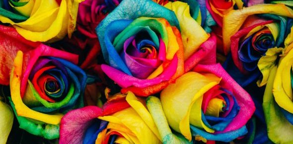 A close up of a bunch of rainbow-colored roses with yellow, pink, red, blue and turquoise petals.
